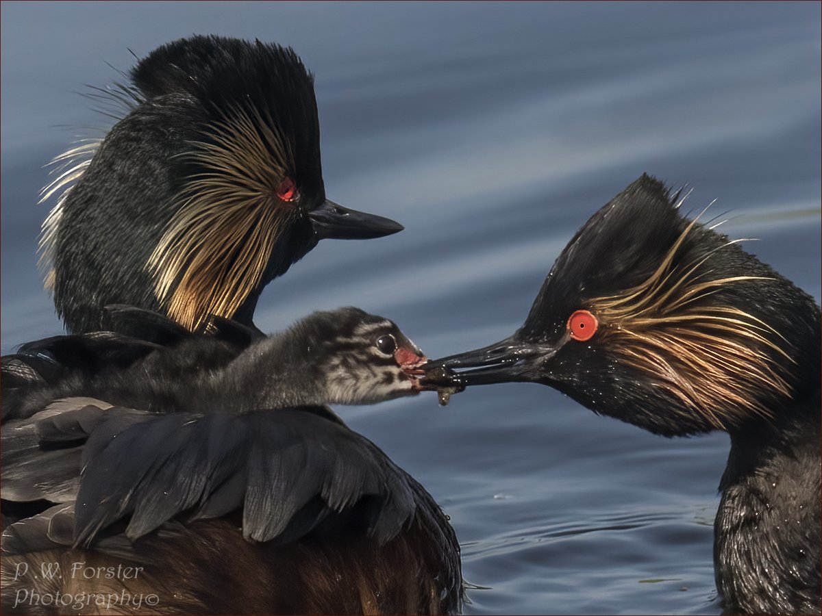 paul230156's tweet photo. Intimate moment as the parent bird feeds the humbug BNG
@teesbirds1 @WhitbyNats @clevelandbirds @teeswildlife @DurhamBirdClub @TeesmouthNNR @RSPBSaltholme @YWT_North @YorksWildlife @NTBirdClub #7dmk11 @WildlifeMag @RSPBbirders @BirdWatchDaily #StAdens https://t.co/X6XKYNyiGJ