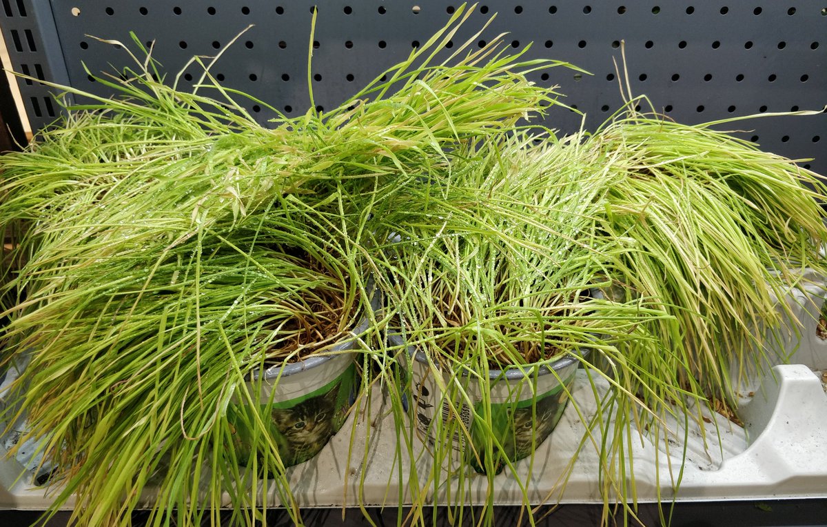 Hello guys, we have some cat grass that ain't doing so well, we will be leaving them outside our shop tonight, anyone is welcome to pick them up.

maps.app.goo.gl/DpdqToKQ7rcCbk…