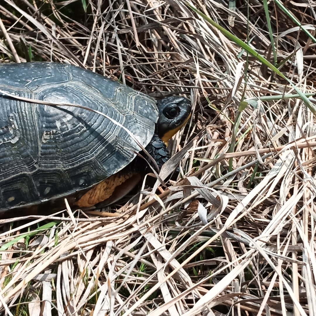 Meet our newest Blanding’s turtle - ✨Ben✨ #turtle #blandings #sudbury #meetben #wildlife #junctioncreek
