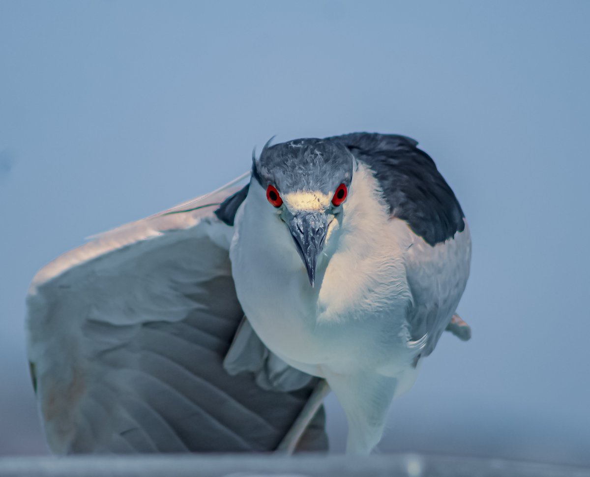 NaiboVisuals's tweet image. Check BOW to the RED-EYED Knight on @KnownOrigin_io 

0.08 $ETH [Edition]

#KOmmunity 

Link ⬇️