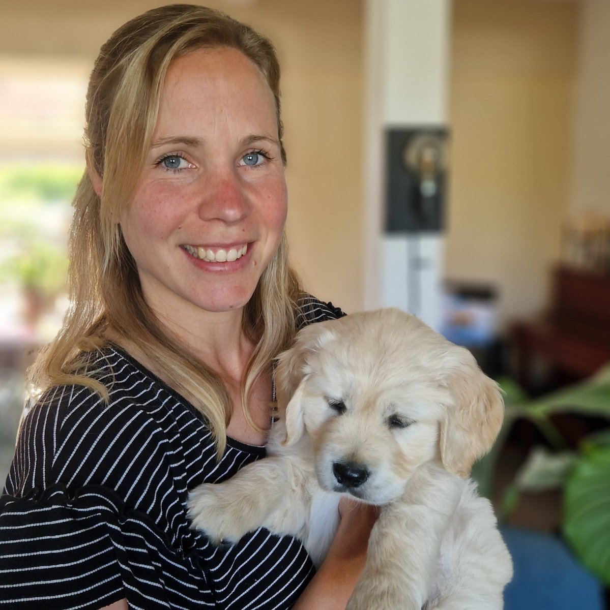 ThomasRt1's tweet photo. Dit gaat hem worden...Yuki! Zoveel zin in de nieuwe puppy. Volgende week donderdag gaat het avontuur beginnen. #verjaardagscadeau #puppy #spelen #knuffelen #goldenretriever #incoming #cute #hond https://t.co/Ee7EdxwH7M
