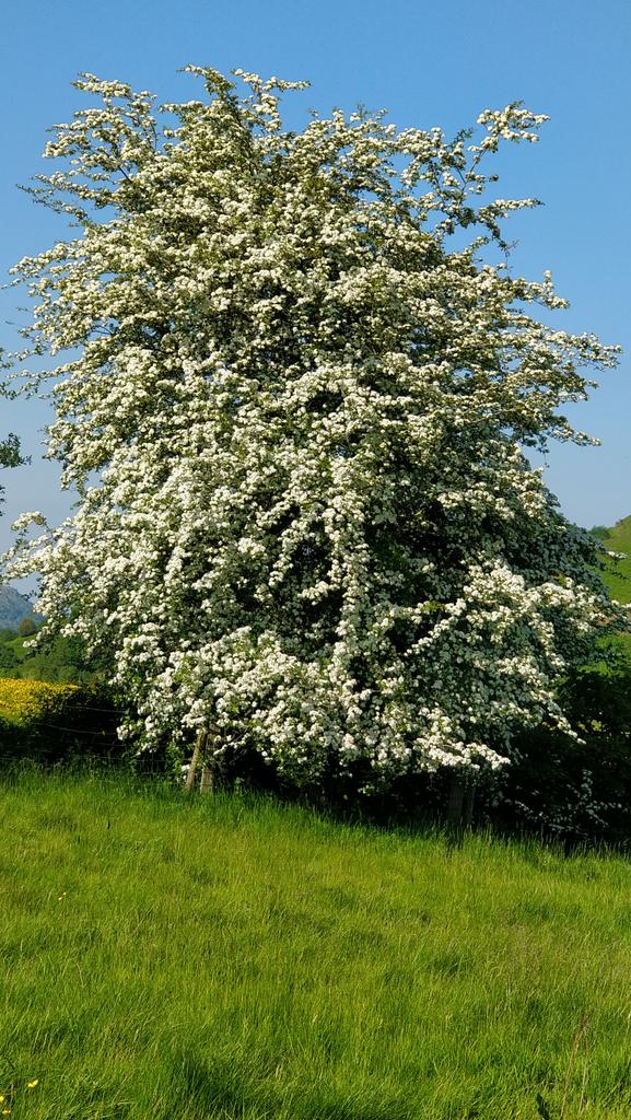 Jane38Harrop's tweet photo. Wonderful May blossom, even if it is nearly June! 🙂 https://t.co/xJQig2KM7h