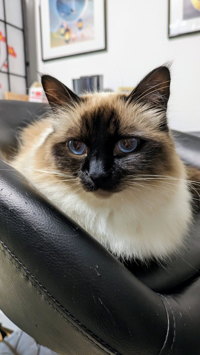 My chocolate point floofball turned 2 today!  Happy birthday, Mocca! 😺🎂