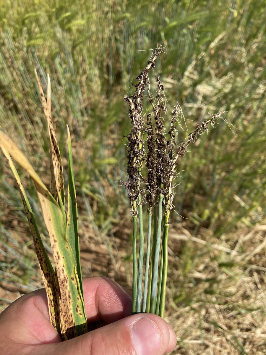 Emmanuel BONNIN tweet media