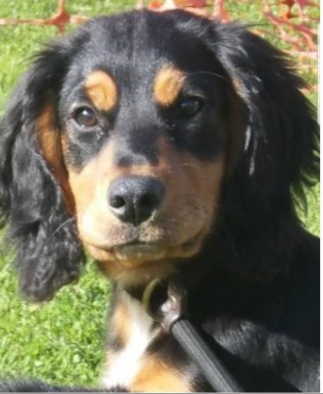 RUBY & PEGGY #SpanielHour

Female #Spaniel Cross Young Adult Black & Tan

#Missing 25 Aug 2017 Chace Avenue #PottersBar EN6 Stolen from garden thieves seen jumping fence
Peggy ID119313 3rd dog Ella was kicked by thieves & sadly later died from injuries

doglost.co.uk/dog-blog.php?d…