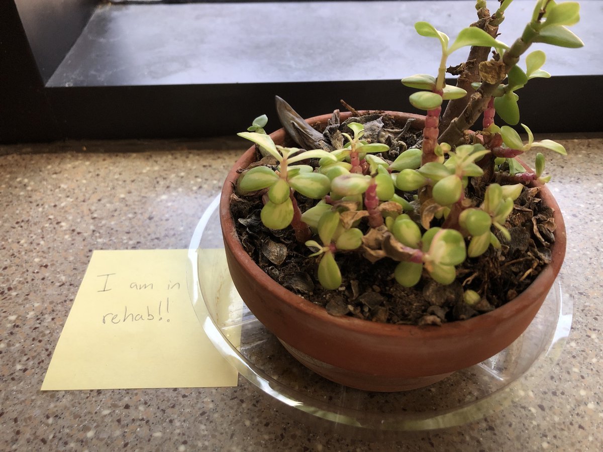 Saw this poor little succulent in the office today, somehow captures how I feel after such a hectic last few months!