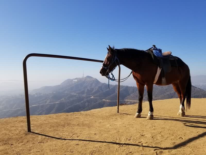 A timeless scene of beauty. 🐎💫 
   
Share your pictures by DM’ing or tagging us as we continue celebrating 100 years of the Hollywood Sign! 🎂
  
📸 @imagerybyoscar 

#HollywoodSign #BeautyAndFreedom #horseriding #CaptivatingScene