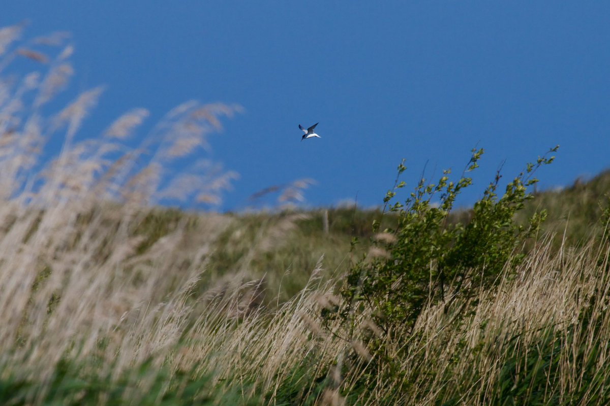 Cahore marsh, Wexford this evening tallies via ebird: ebird.org/checklist/S140…. Cuckoo, 3cy Mediterranean gull and little tern attached. #Irishbirding