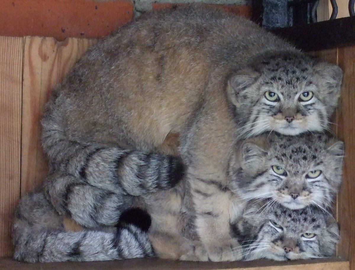 manul stack