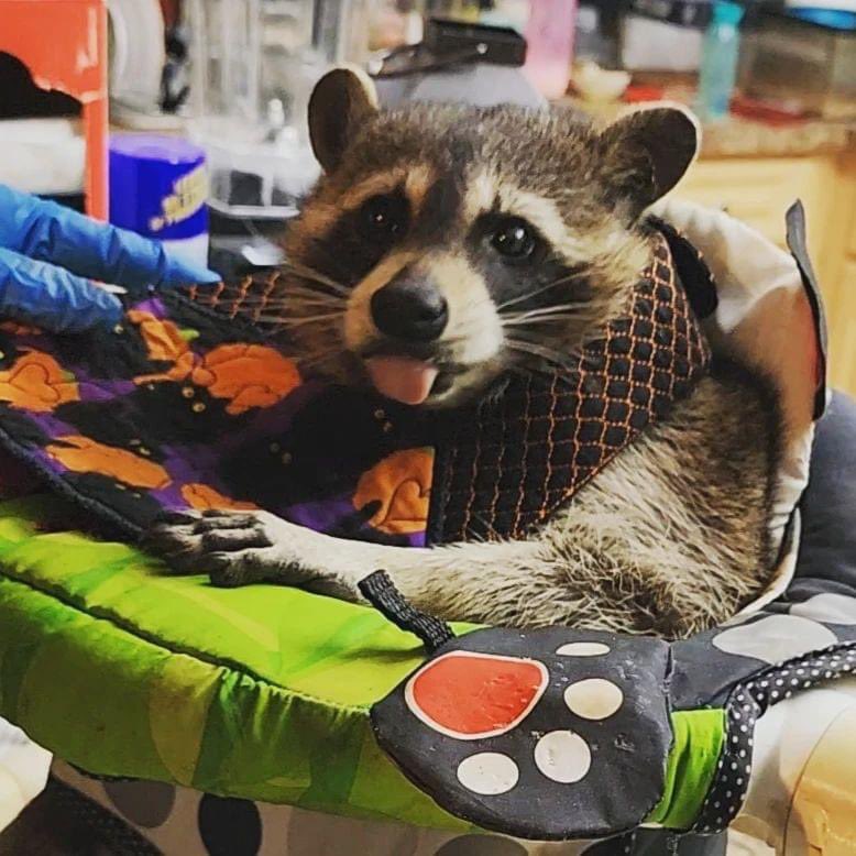 raccoonhourly's tweet image. 