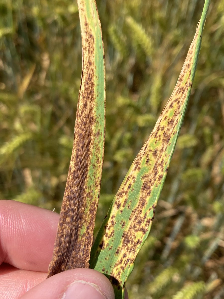 Emmanuel BONNIN tweet media