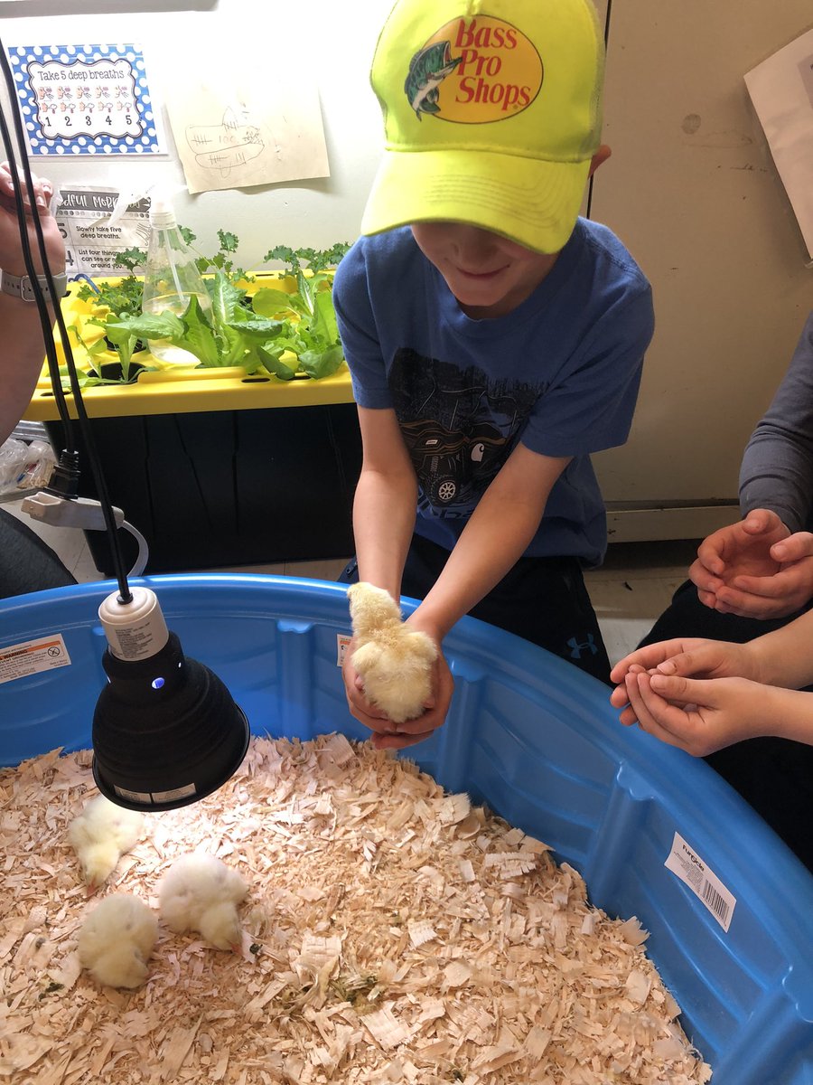 Thanks <a href="/lmcrawley/">Laura Crawley (she/her) 🏳️‍🌈</a> and Gr3s for inviting us to come visit your new chicks! 🐣 We can’t wait to come back tomorrow❤️<a href="/ICSColliers/">ImmaculateConception</a>
