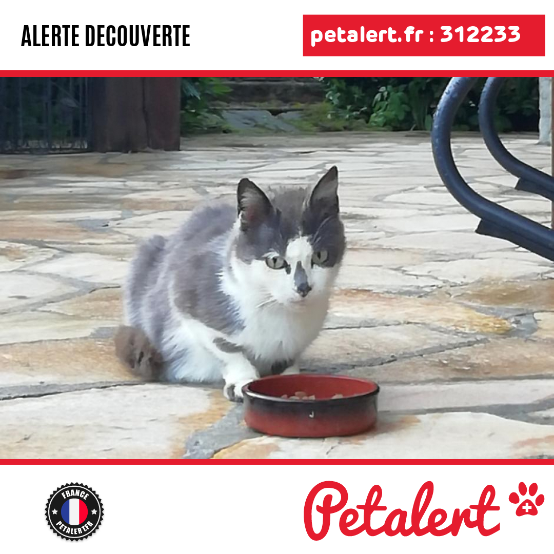 petalert_france's tweet photo. Trouvé #Chat #Savoie #AttignatOncin #Petalert #PetAlert73 / https://t.co/IlVMNp82ps https://t.co/8phFAIZkb8