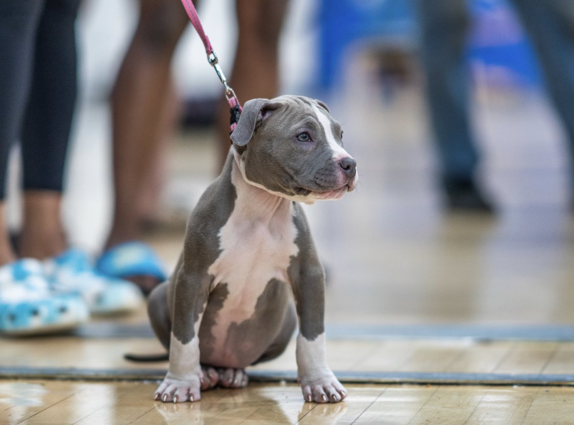 Osstra enjoys coming to the fights #puppy