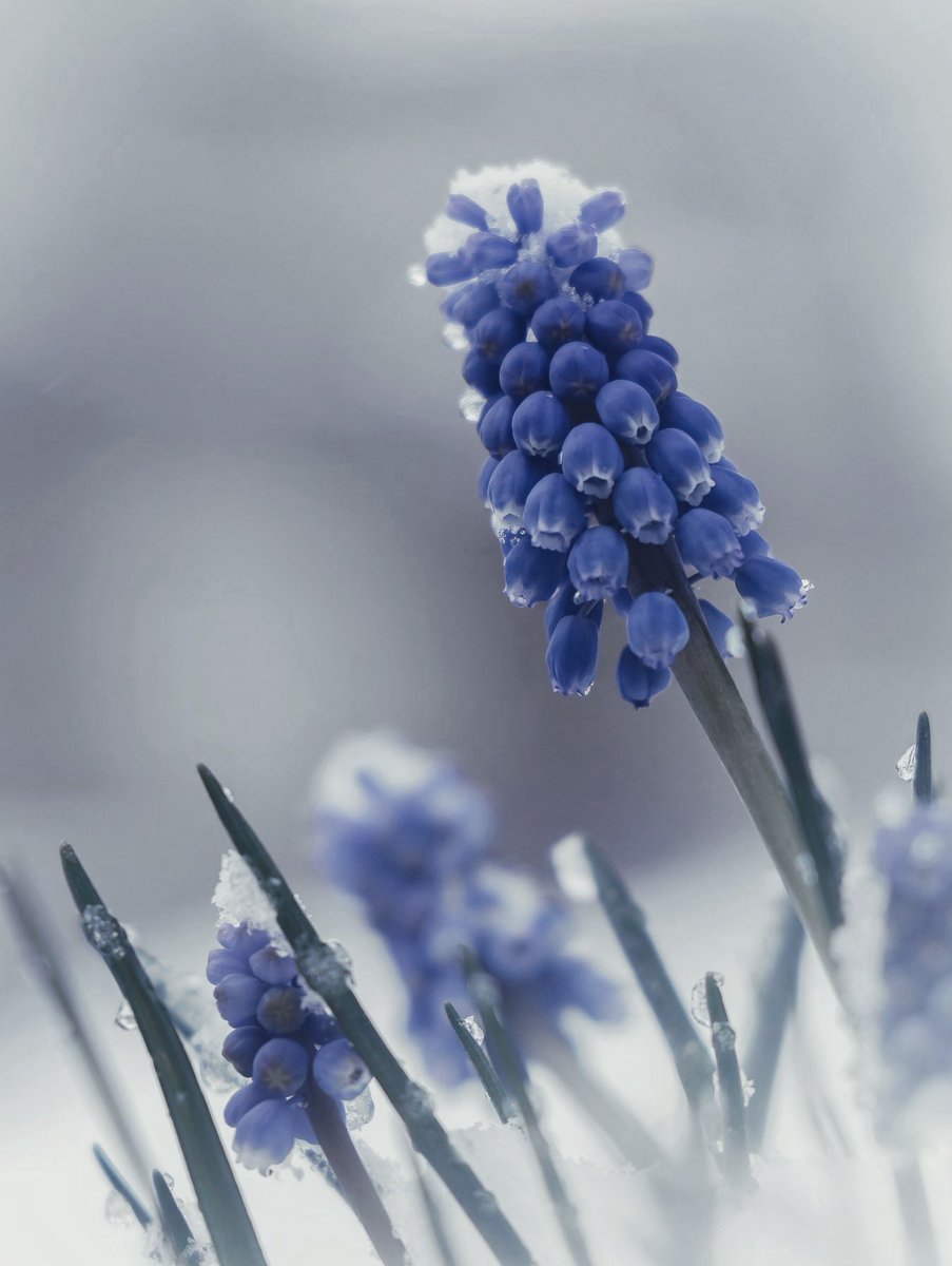 @BraydenCreation Blue Muscari in the Snow. 💙