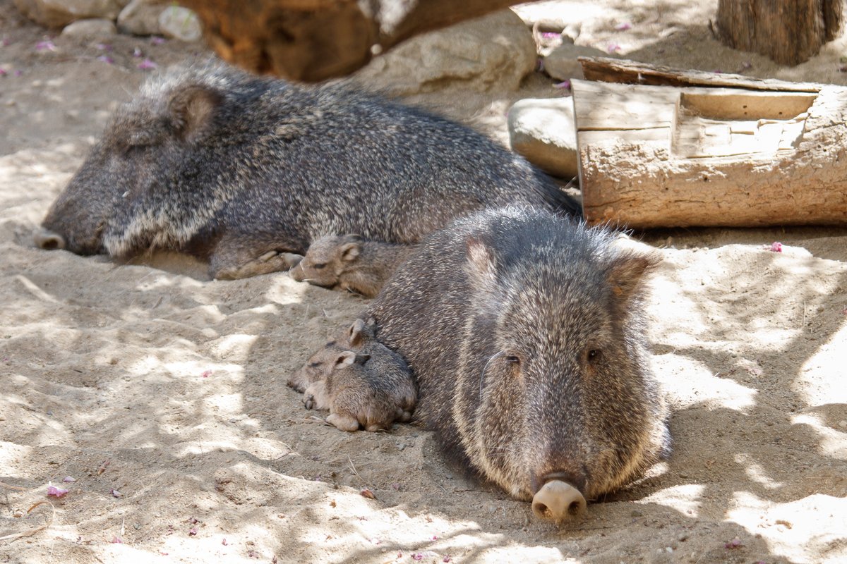 livingdesert's tweet photo. Precious in so many ways 💕

#EndangeredSpecies #ChacoanPeccary
#ZooBabies #ZooBorns
#TheLivingDesert https://t.co/U2THYrJZoT