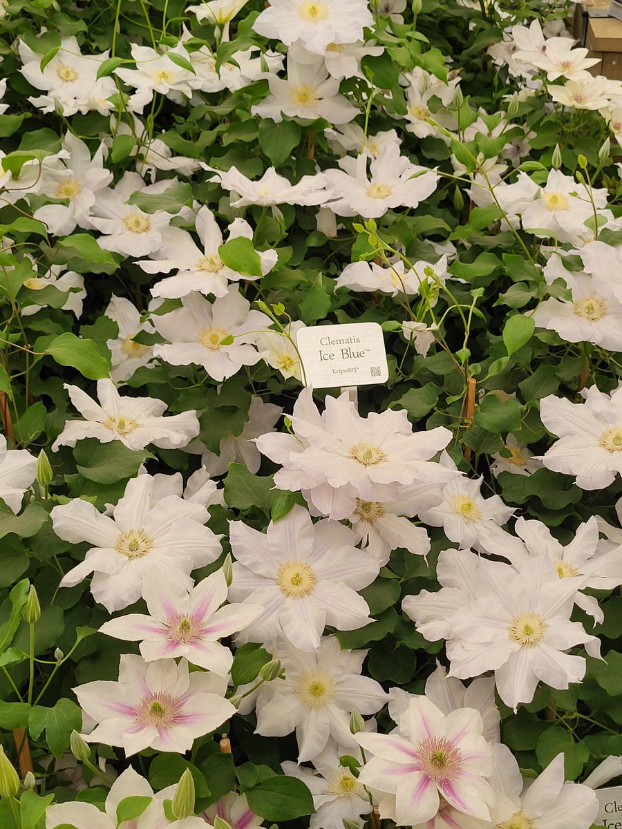 Clematis 'Ice Blue'. Chelsea Flower Show. #chelseaflowershow