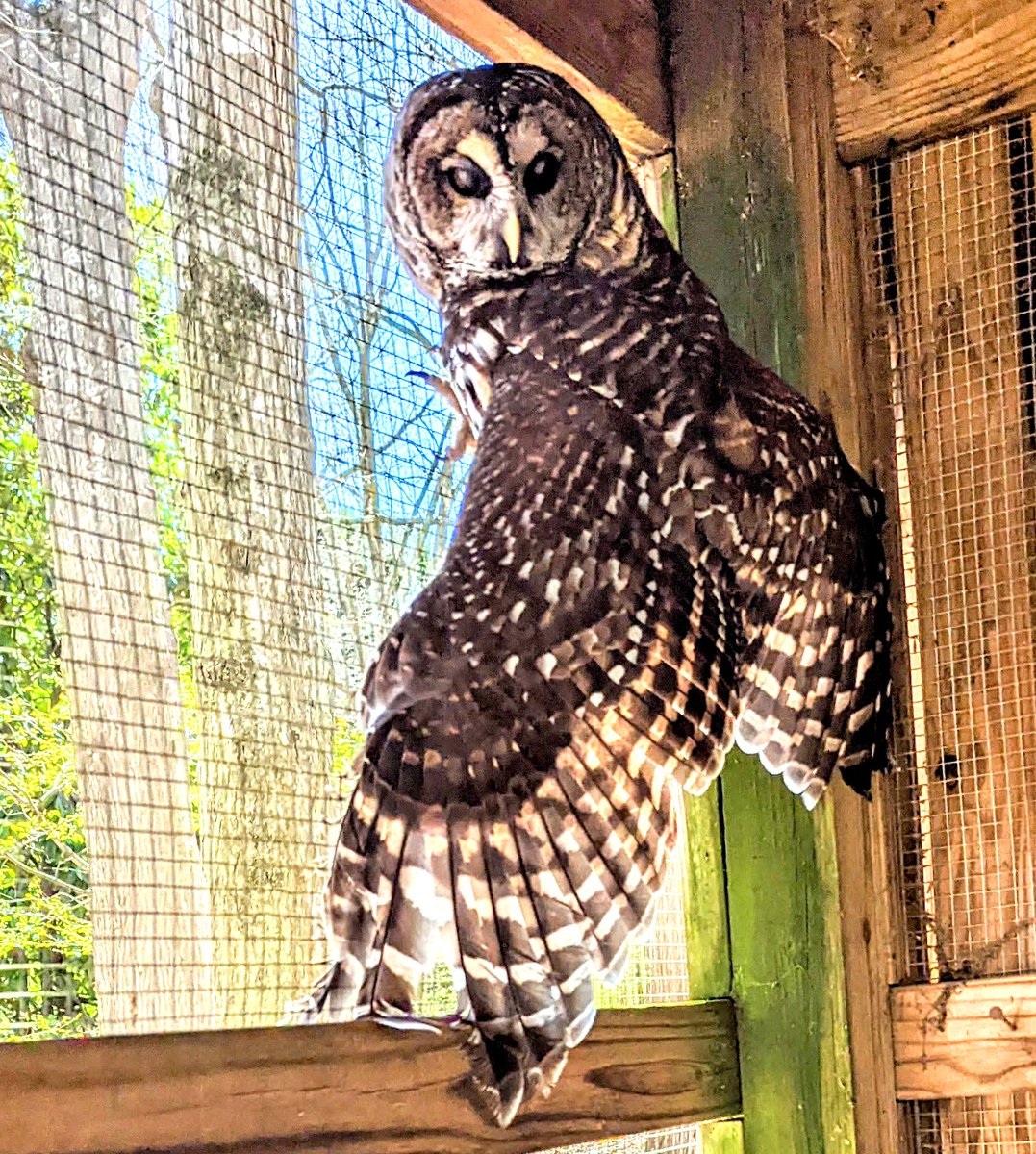 Owls, the nocturnal maestros of mystery! 🌙🦉 With their silent wings and piercing eyes, they embody an enigmatic elegance that captivates our imagination. They're nature's detectives, surveying the nocturnal heavens with unwavering wisdom. #Owls #MastersofMystery #BarredOwl