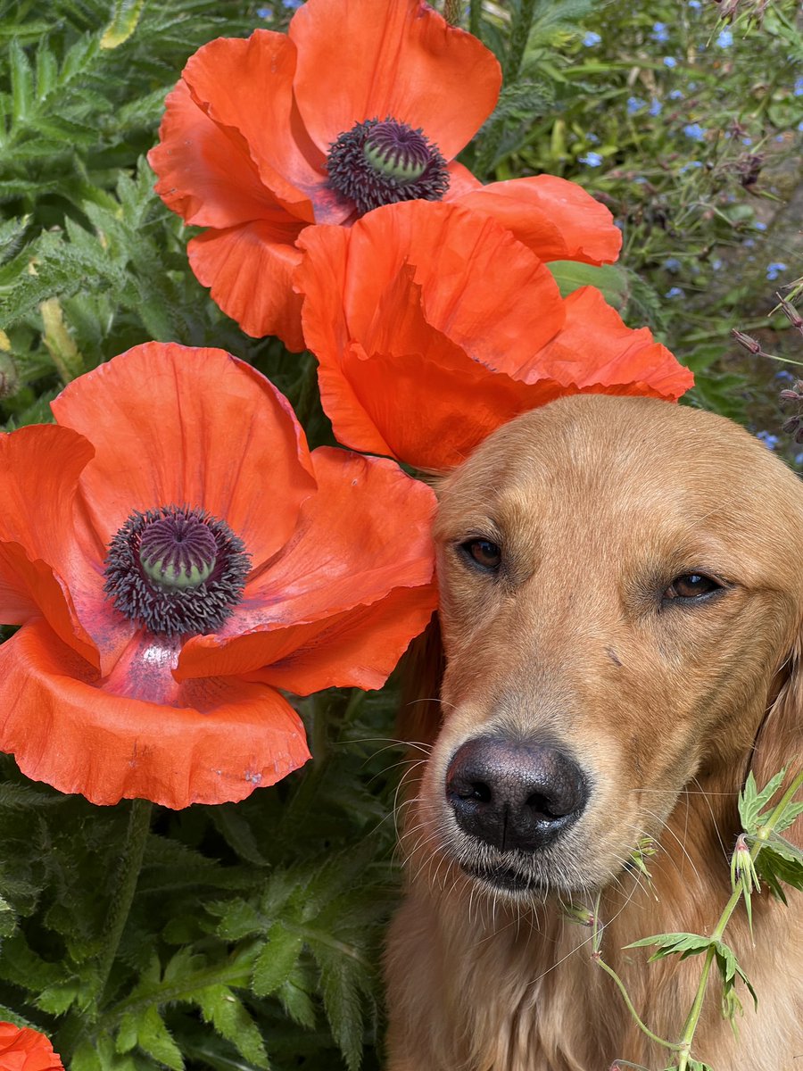 Monty Don tweet media