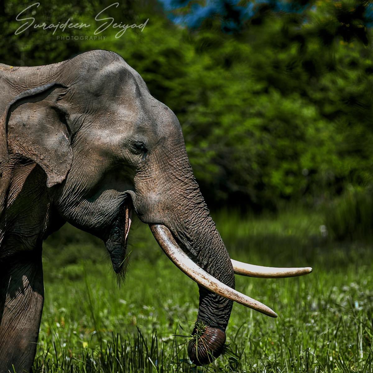 Tusks and trunks -Rare sighting of tusker at Yala National Park Sri Lanka

#Natgeoyourshot
#nature_brilliance #elephant #naturegeography #naturecolors
#elephantlover #naturelover #Nature_lovers
#naturebeauty #wildnature #wildelephant 
#naturelove #wildlifeseekers #ColoursOfNature