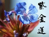 In 2004, a team from Healing Herbs travelled to a remote valley in China to follow in the footsteps of the plant hunter who brought Cerato to the UK.

buff.ly/42aW6IB

#bachremedies #floresdebach #floweressences