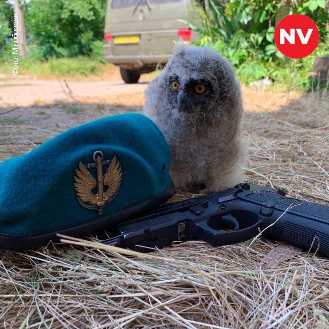The New Voice of Ukraine tweet media