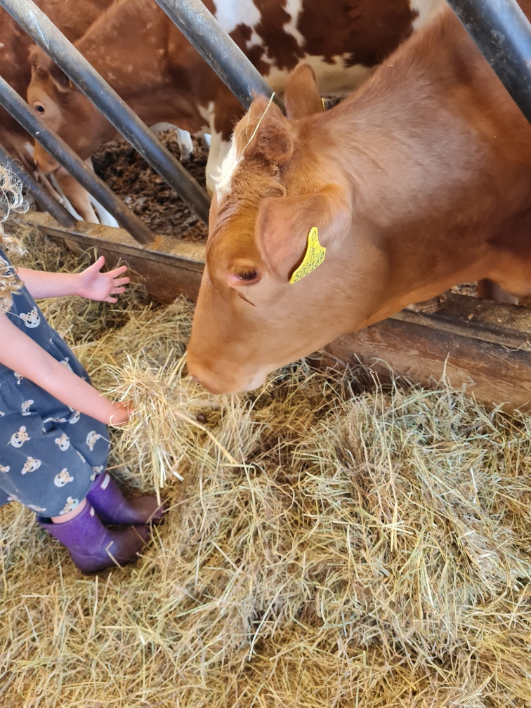 Just what we like doing <a href="/Briddlesford/">Briddlesford Farm</a> A great Welly Wednesday #farm tour. How the children love to feed the #cows! <a href="/NFUSouthEast/">NFU South East</a> <a href="/CLASouthEast/">CLA South East</a> #education #isleofwight