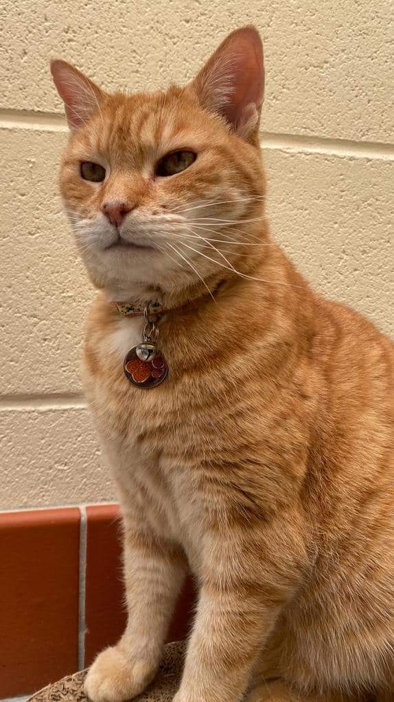 It took Tiger a long time to find his new home. At 14 he was often overlooked for younger cats. Luckily his new home was worth the wait. He was adopted from us in May 2022 and has become quite a celebrity. Here is a copy of the most recent article his mum has written about him.