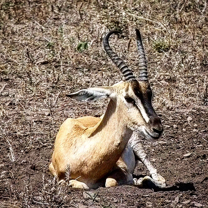 Soemmerring'sgazelle AwashNationalPark #Ethiopia #SustainableJourneys #EthioGuzo Photo by HenningWeymann #travelphotography #ethiopiatravel #ethiopianwildlife #africanature #travelgram #africatravel #naturetravel #naturephotography #safari #africansafari #Africanwildlife