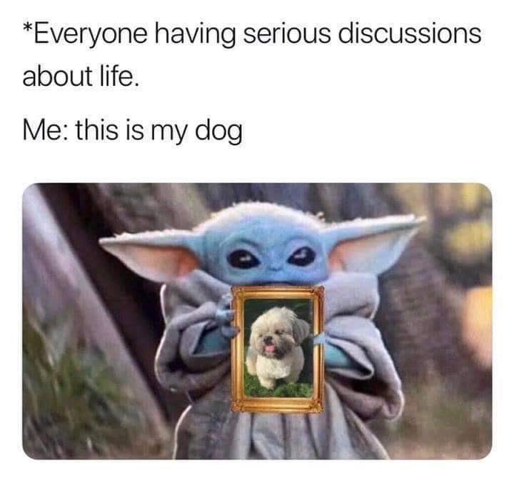 DogMomNews's tweet image. Def guilty on this one! 😂

#dogs #memes