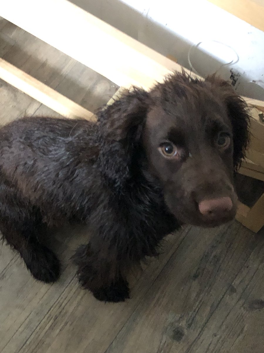 JetBlackLab2019's tweet photo. Guess who needed an impromptu bath this evening after accidentally sitting in a puddle of their own wee 🙄🤦🏼♀️😂 #dogsoftwitter #dogs #spaniel #workingcocker #bathtime #firstbath https://t.co/UHRAUY9xVx