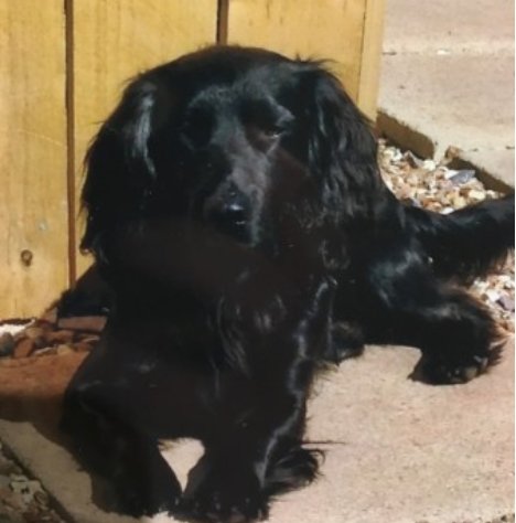 bs2510's tweet photo. MANNY #SpanielHour
Male #Spaniel Cross Adult All black Microchipped
#Misskng 15 Apr 2018 #Meshaw/#EastWorlington/ #Chulmleigh parishes on farmland in North #Devon EX17
https://t.co/QBDgHzLtaW https://t.co/UwXx7fulQD