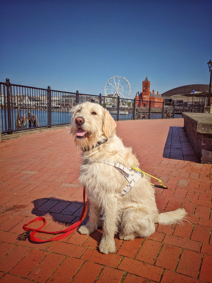 #cardiffhour Labradoodle Souly impressed guide dog trainer Charlie on a harness walk at Cardiff Bay!  If you live within easy reach of St Mellons and would enjoy getting fit or relaxing with a well-mannered trainee guide dog during evenings & weekends, see guidedogs.org.uk/fosterer