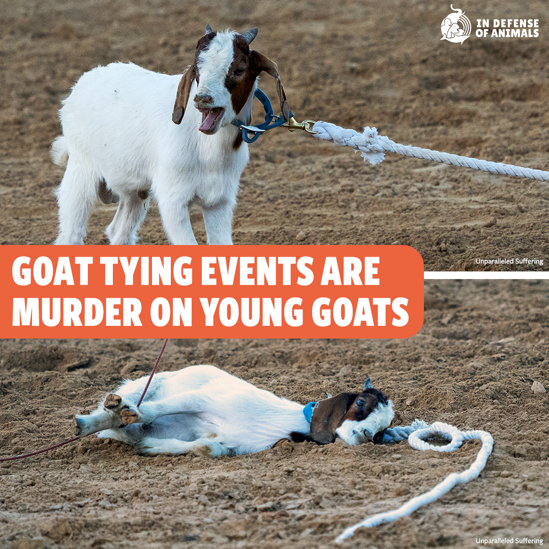 IDAUSA's tweet photo. Is there much worse than teaching kids to torment baby animals?  The goats used in #GoatTying are less than a year old &amp; less than 60 pounds &amp; can be tormented by up to 5 contestants in a row until they are switched out for another victim: https://t.co/K2BF1wt0yb https://t.co/aKkpNoNJyS