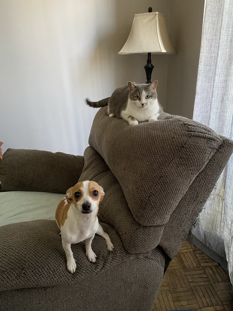 debdougmorley's tweet photo. The sisters Savannah and Samantha playing 🐾☺️❤️ https://t.co/RXubxsoHAY