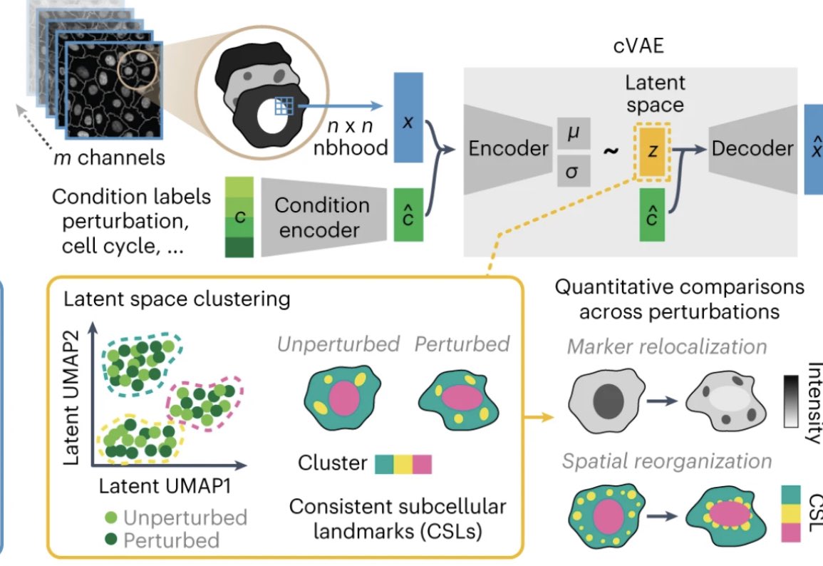 <a href="/naturemethods/">Nature Methods</a> <a href="/lucaspelkmans/">Lucas Pelkmans</a> Happy that CAMPA is out <a href="/naturemethods/">Nature Methods</a> - led by <a href="/HannahSpitzer1/">Hannah Spitzer</a> &amp; <a href="/scottbscience/">Scott Berry</a> w <a href="/lucaspelkmans/">Lucas Pelkmans</a> we developed a conditional autoencoder for multiplexed image analysis, learning subcellular landmarks consistent across perturbations. github.com/theislab/campa nature.com/articles/s4159…