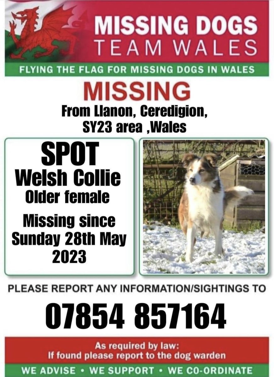 missingdogwales's tweet photo. โผ๏ธURGENT โผ๏ธ
13 YEAR OLD FEMALE #WELSHCOLLIE SPOT IS MISSING FROM #LLANON AREA #CEREDIGION #SY23 #WALES
๐ฅSince Sunday 28th May ๐ฅ
โผ๏ธThere has been no sightings of Spot at all so please look out for her and if seen call the number on this poster asap ! https://t.co/vkHD2mqP5X