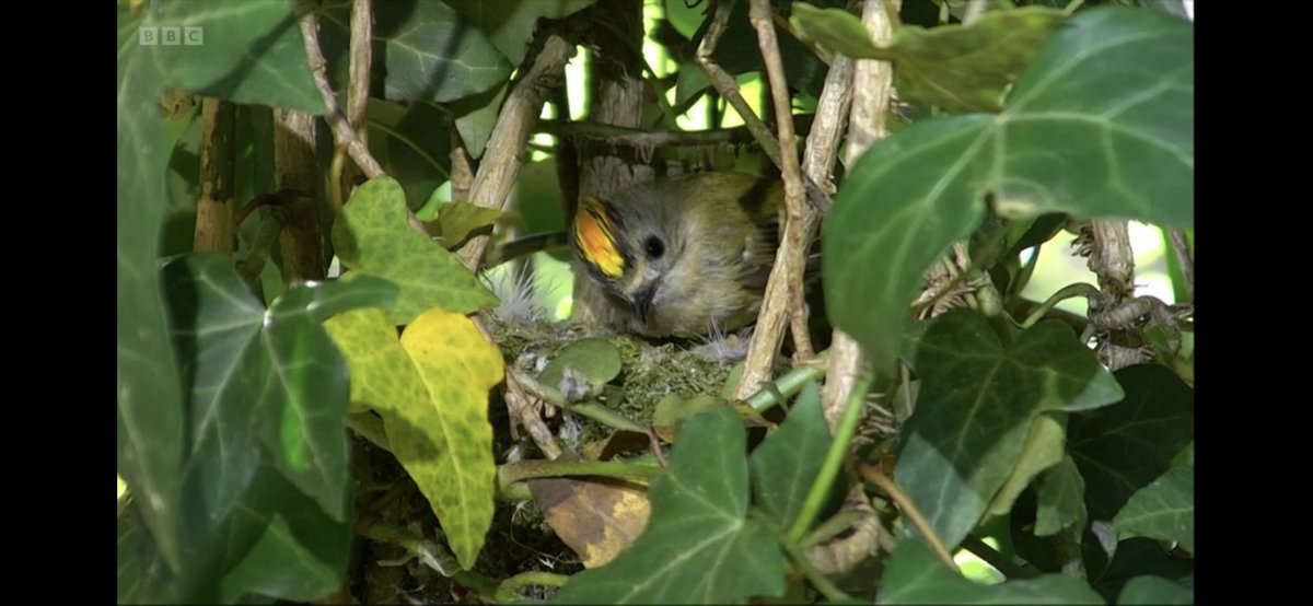 Kyle (@jeaneskyle) on Twitter photo I thought I had seen <a href="/ChrisGPackham/">Chris Packham</a> ‘s hair cut somewhere before….. looking very ‘flash’ chris <a href="/BBCSpringwatch/">BBC Springwatch</a> #Springwatch I thought I had seen <a href="/ChrisGPackham/">Chris Packham</a> ‘s hair cut somewhere before….. looking very ‘flash’ chris <a href="/BBCSpringwatch/">BBC Springwatch</a> #Springwatch