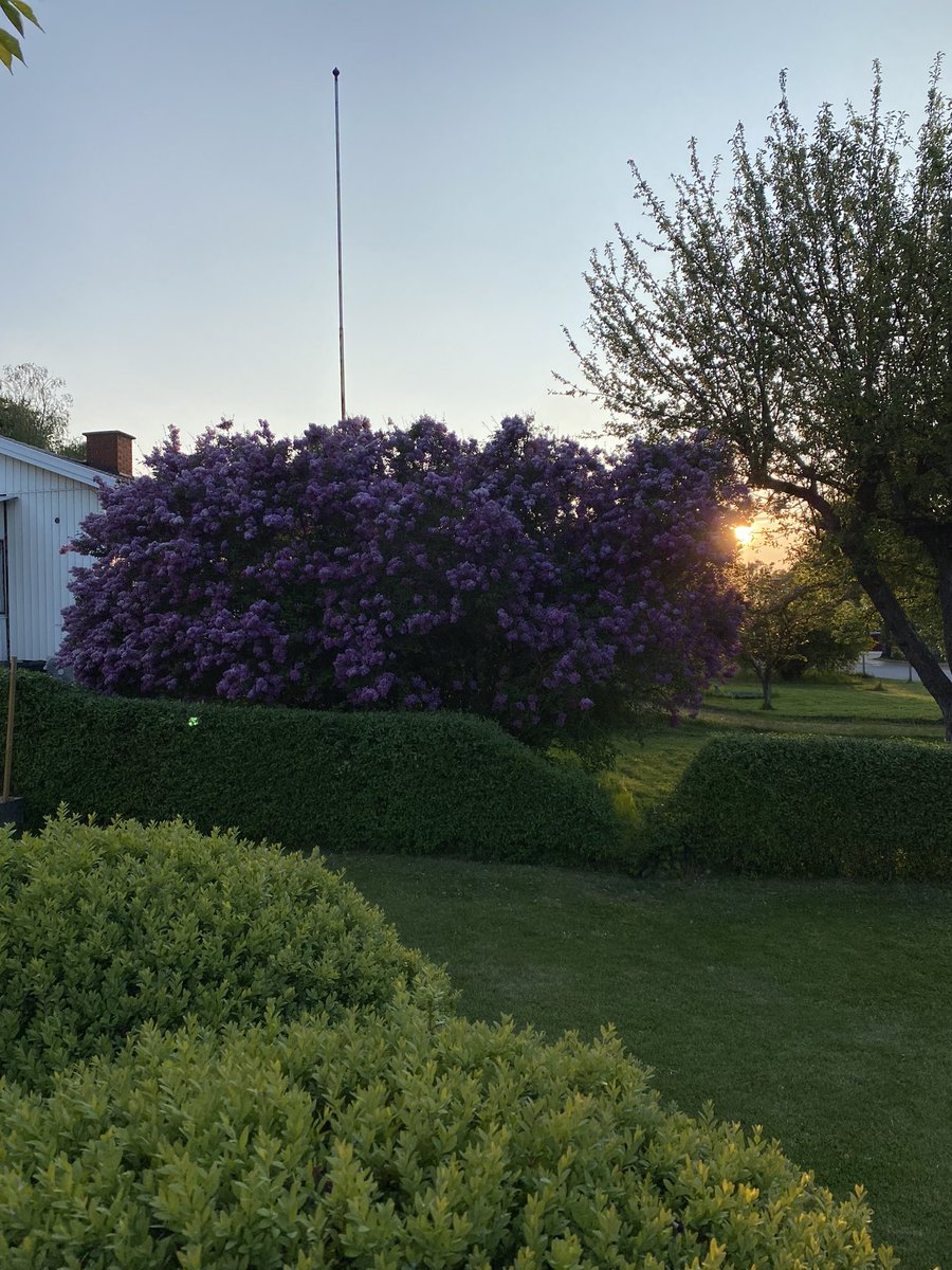 ostrand70's tweet photo. Underbar färger i naturen just nu och lukten från syrenen https://t.co/tifpIE8Rss