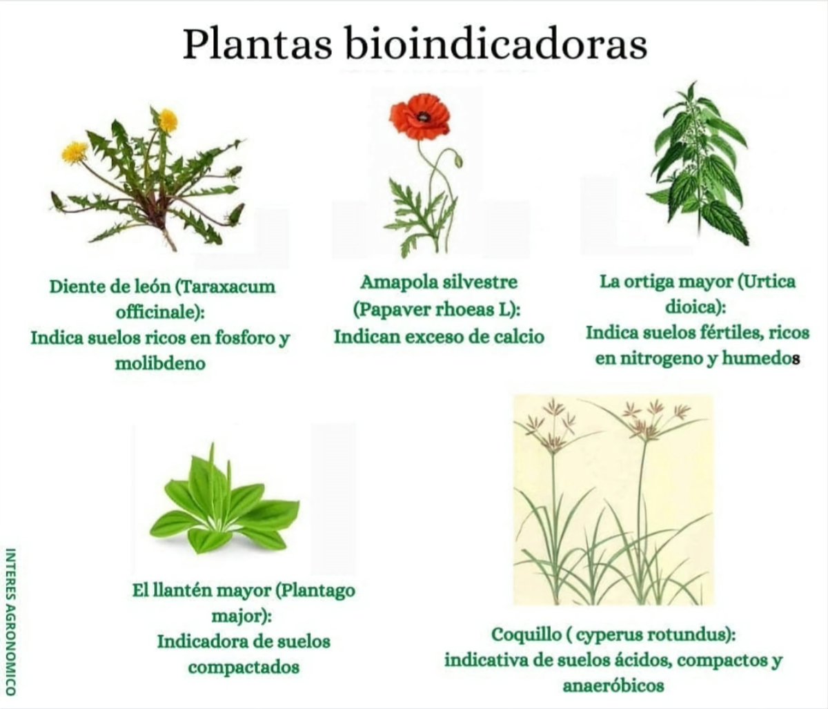Las plantas bioindicadoras 🌱👨🏻‍🌾 también conocidas como plantas indicadoras, son especies vegetales que se utilizan para evaluar la calidad del medio ambiente o para indicar la presencia de ciertas condiciones ambientales.