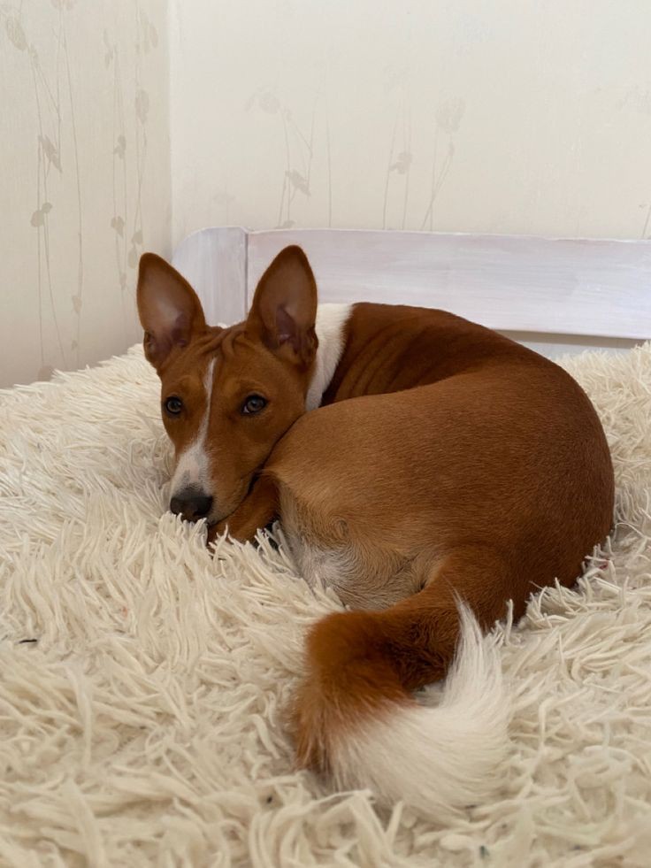 @boinglywoingly is a basenji!!! these dogs have silly looks and they're so cute they remind me of you