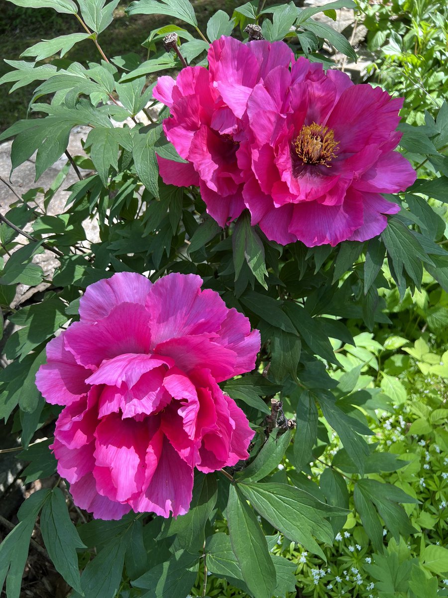 Tree peonies are truly magical and exquisite- those colors!!! #MyMaine