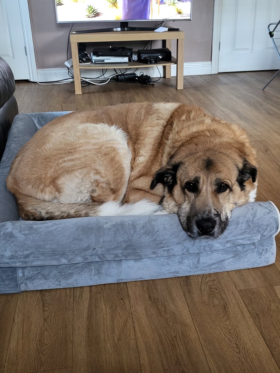 Best doggie eyebrows