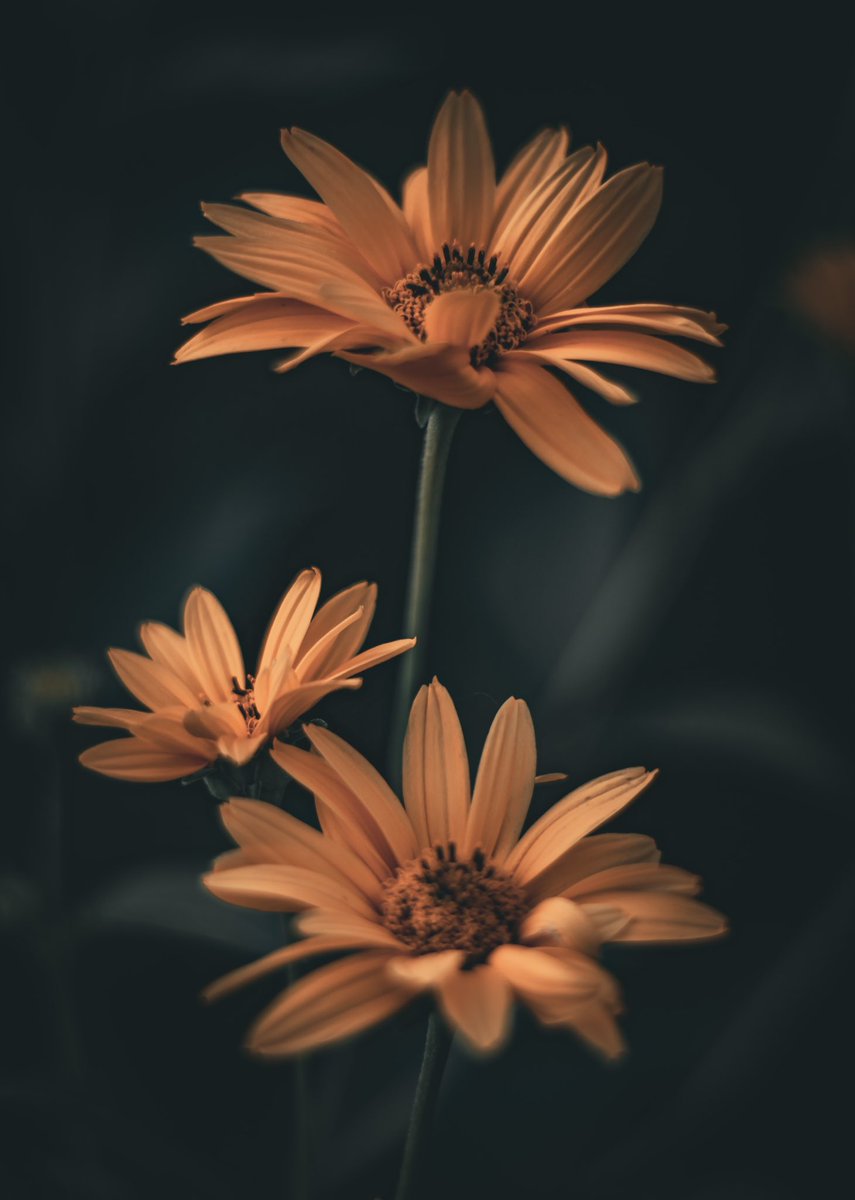 Cowpen Daisies… #daisy #flowers #flowerphotography #nature #naturephotography #oklahomacity #oklahoma #okc #okcphotographer #canon #canonphotography #canonphoto #canonphotographers