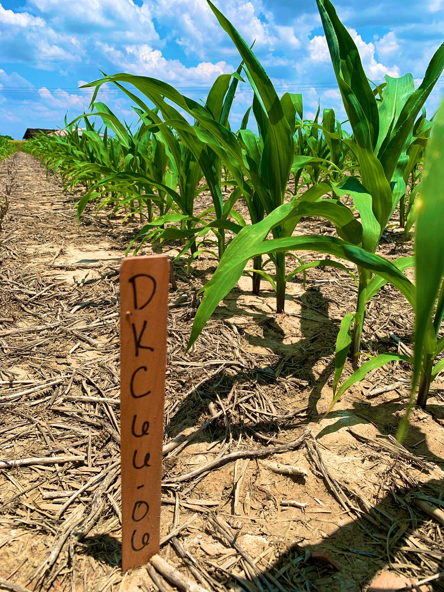 Newer trecepta race horse, DEKALB 🌟66-06🌟 doing its thing again this year! 🌽👏🏻

Could use a drink of water, but off to a great start this season! I’d place my bets for a strong finish on this one 😉🏆

@Asgrow_DEKALB 

#WinningHasRoots #RecordBreakers #BayerUp