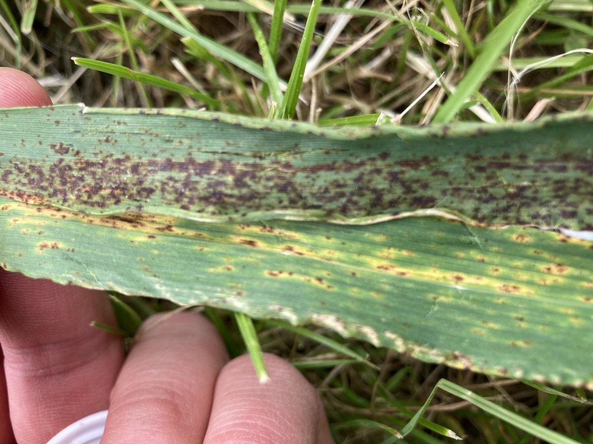 Fabien Bellet tweet media