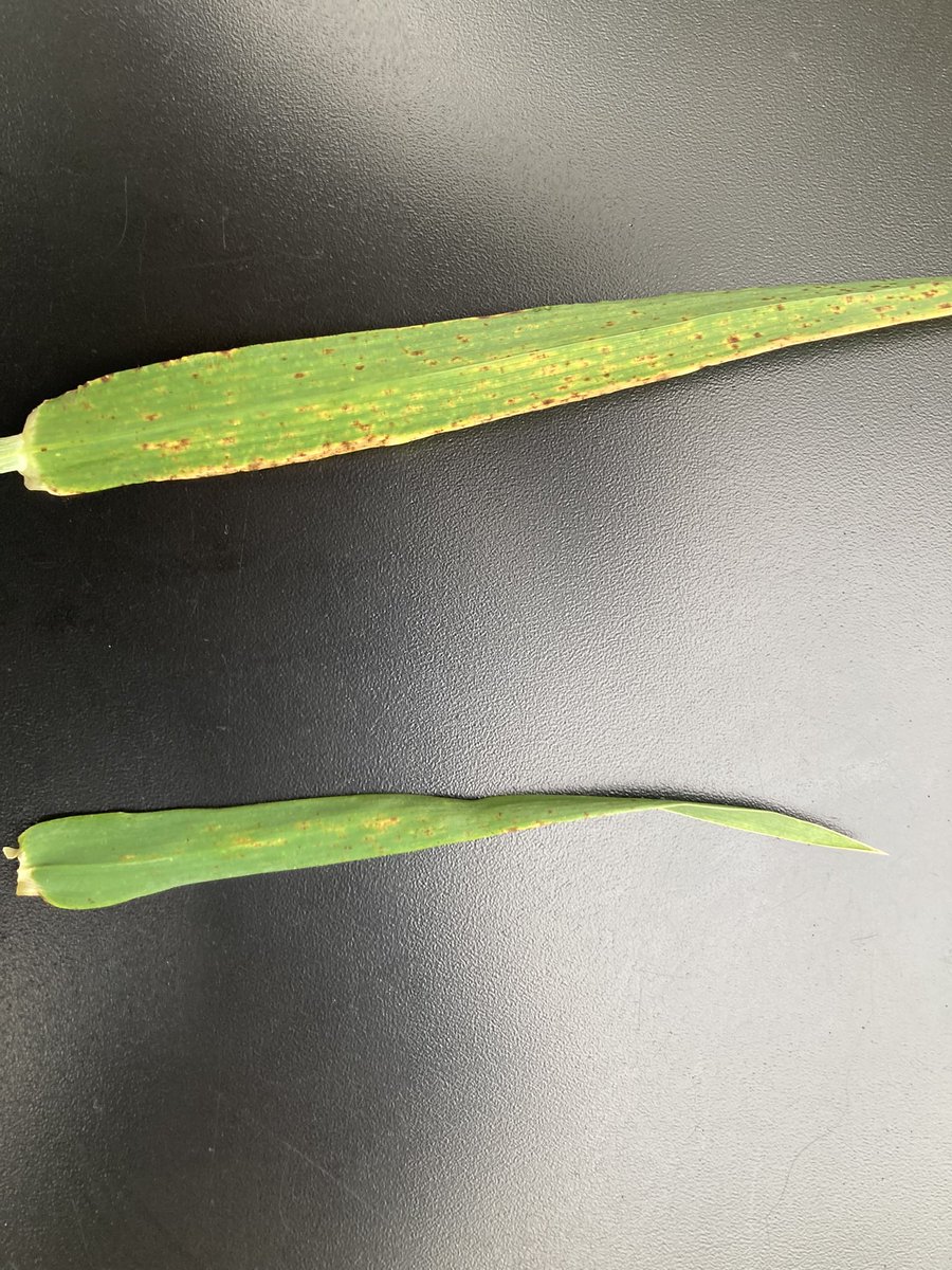 Fabien Bellet tweet media