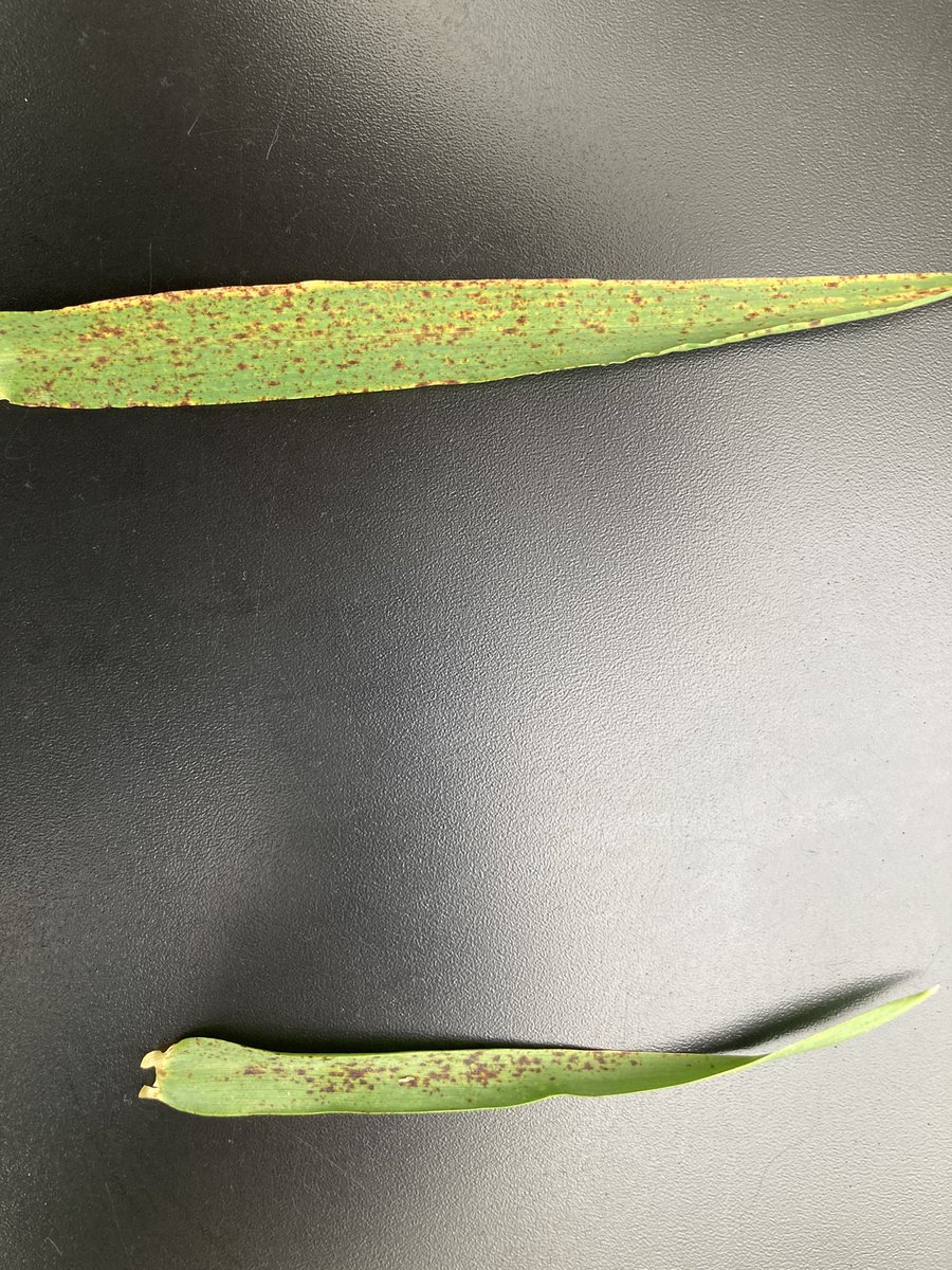 Fabien Bellet tweet media