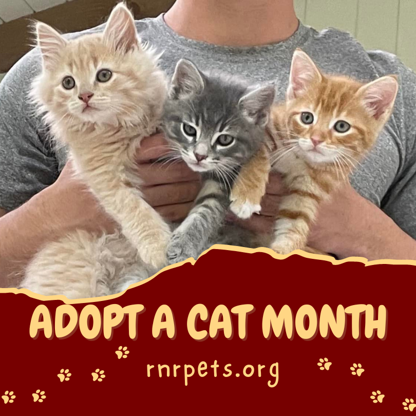 rock_n_rescue's tweet photo. National Adopt a Cat Month in June encourages us to remember our feline friends when considering a new pet.  Learn the cat-friendly ways to prepare your home, how to know which cat is best for you and how to care for your feline friend.
#cat #kitten #AdoptDontShop #CatsOfTwitter https://t.co/7A4zi5rPV9