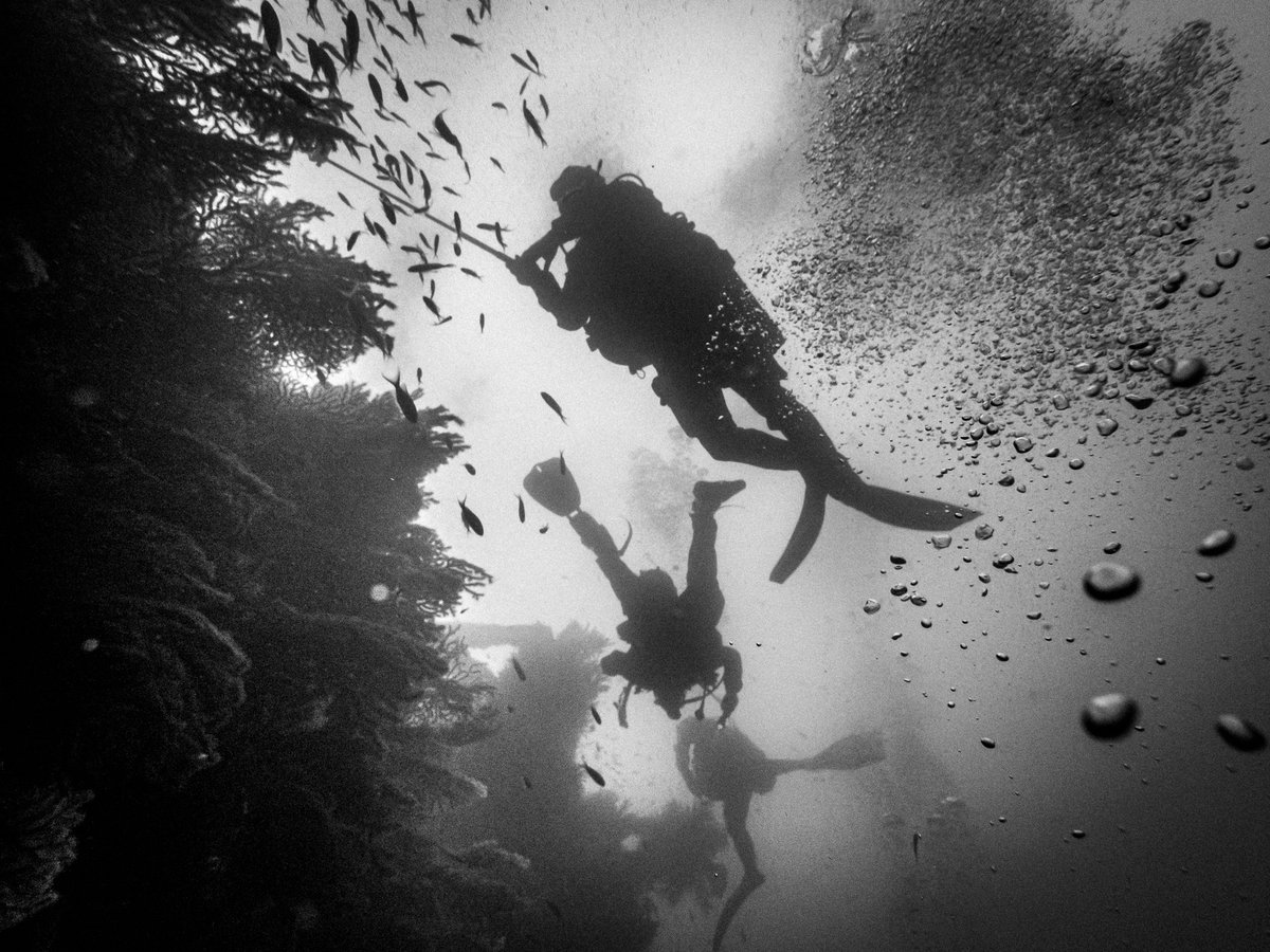 LoMarzin's tweet photo. Le fameux #Donator à #Porquerolles en #blackandwhitephotography https://t.co/FH4rXKXy7O